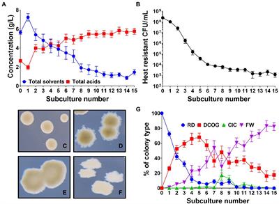 Clostridium beijerinckii strain degeneration is driven by the loss of Spo0A activity